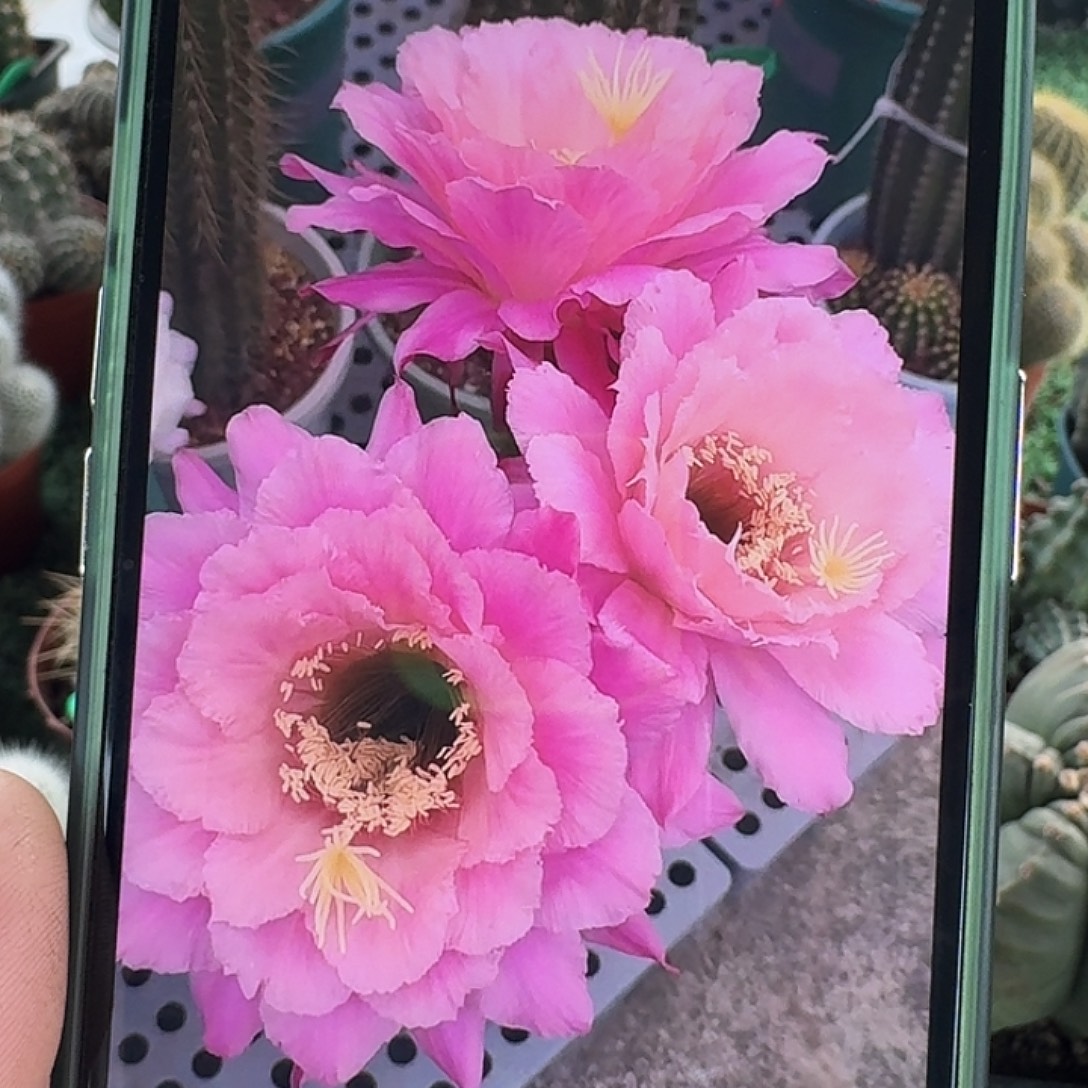 糖果毛花柱一颗开花美