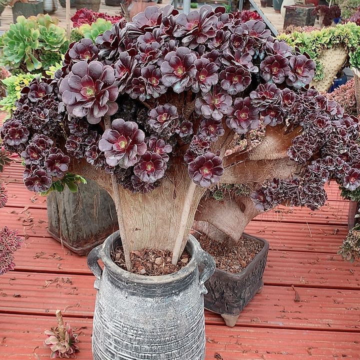 梅花朵朵脱土发货