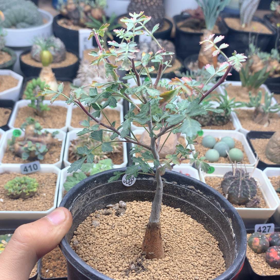 实生橡木漆树带盆发货