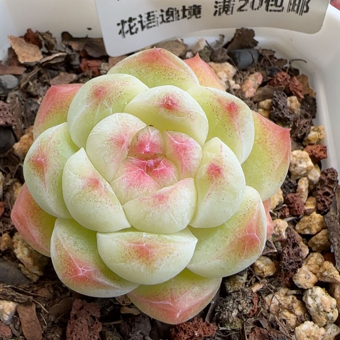 花语逸镜0125-273