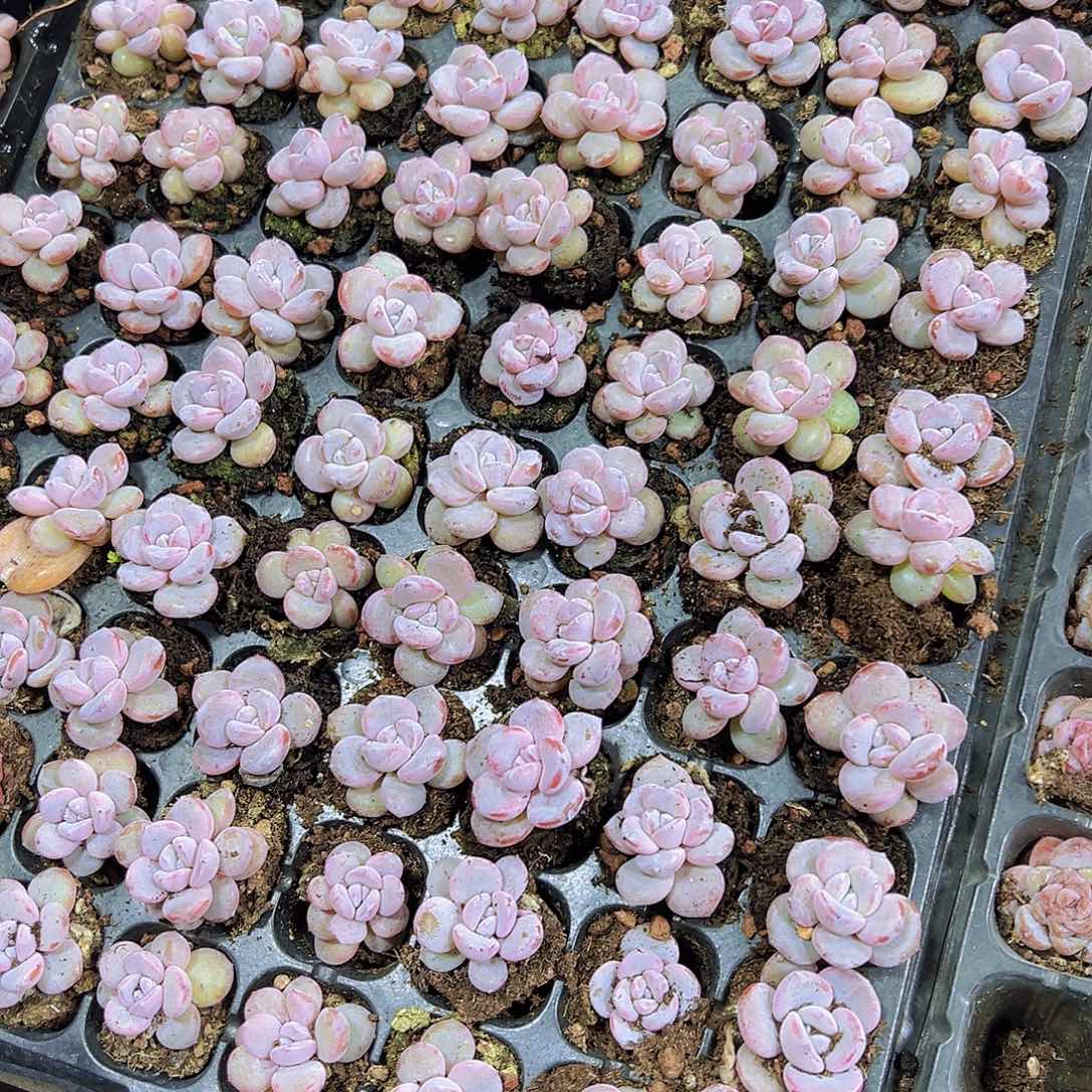 奶茶10个苗19包邮