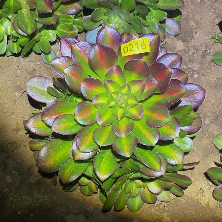 0216粉中班多肉植物