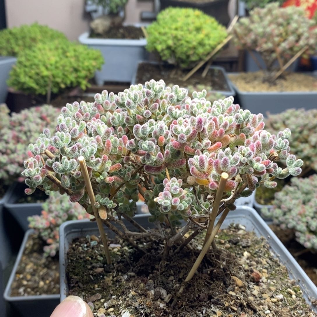 857优选冰晶枝干