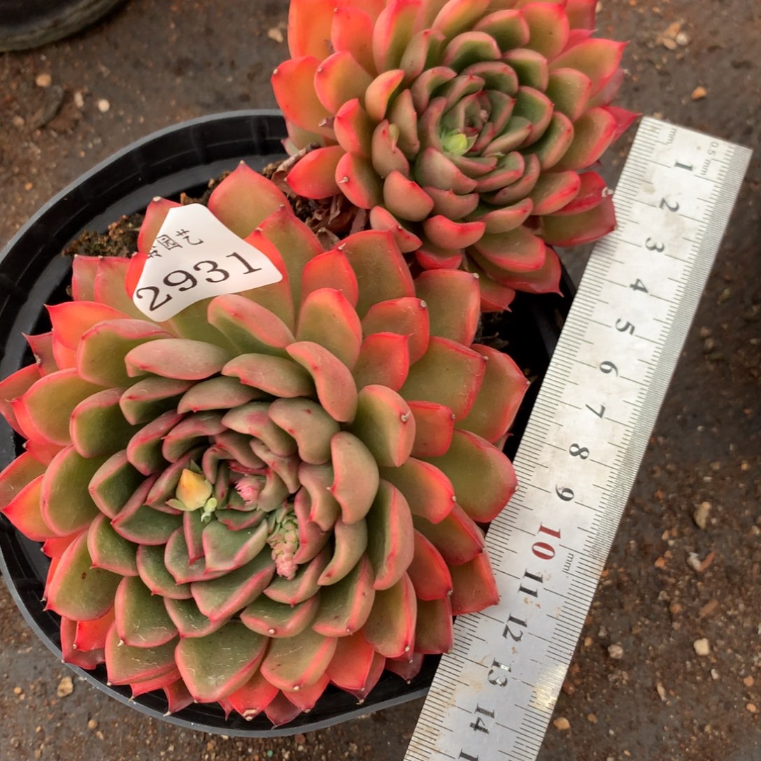 2931杂交多肉老桩