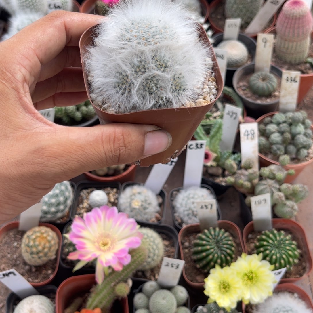 筱***飒多肉植物仙人球开花