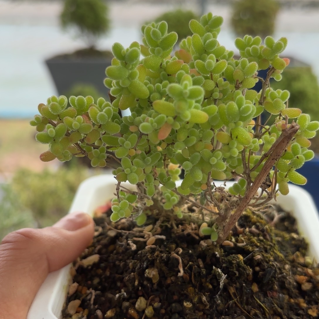 073蜜橘糖球枝干福利