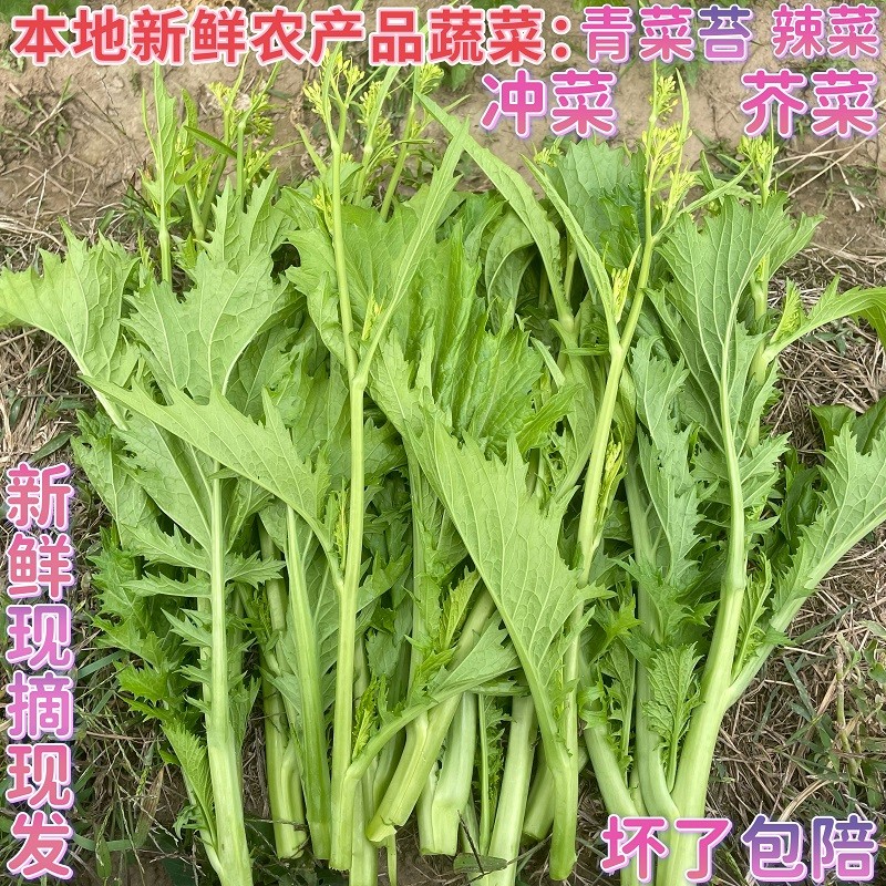 直播贵州农家新鲜蔬菜青菜苔荠菜苔冲鼻菜腊菜冲菜辣辣菜500g包邮