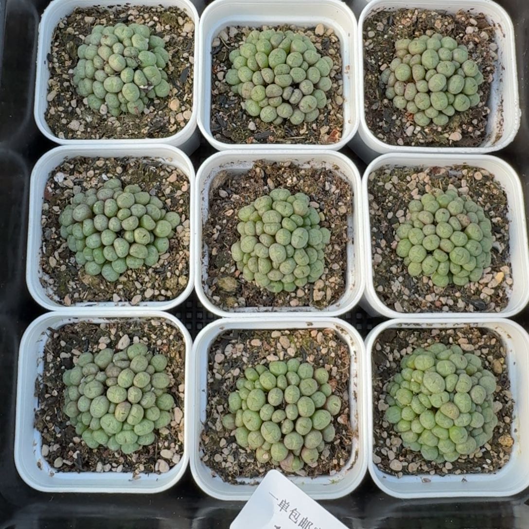 12012-相思豆福利一群