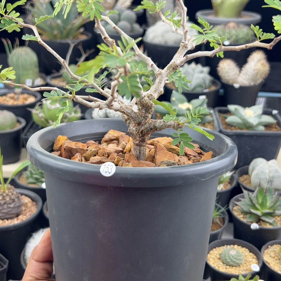 黄****沙漠苏木种播实生一物一拍