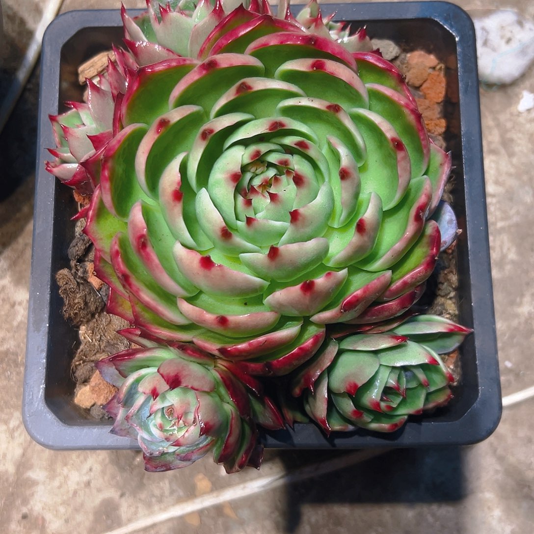 惊红裙多肉134567899876544