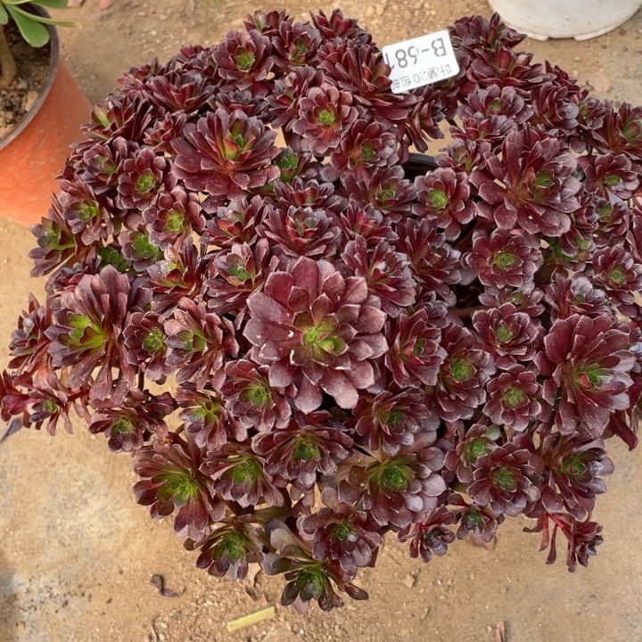 681黑玫瑰多肉1234467多肉