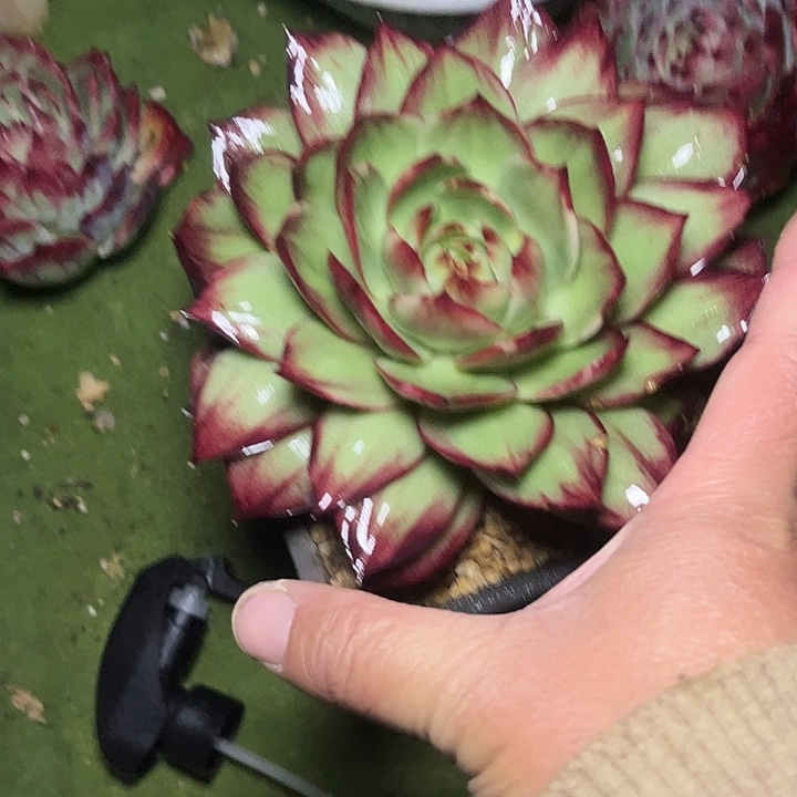 惊鸿仙子多肉植物7801