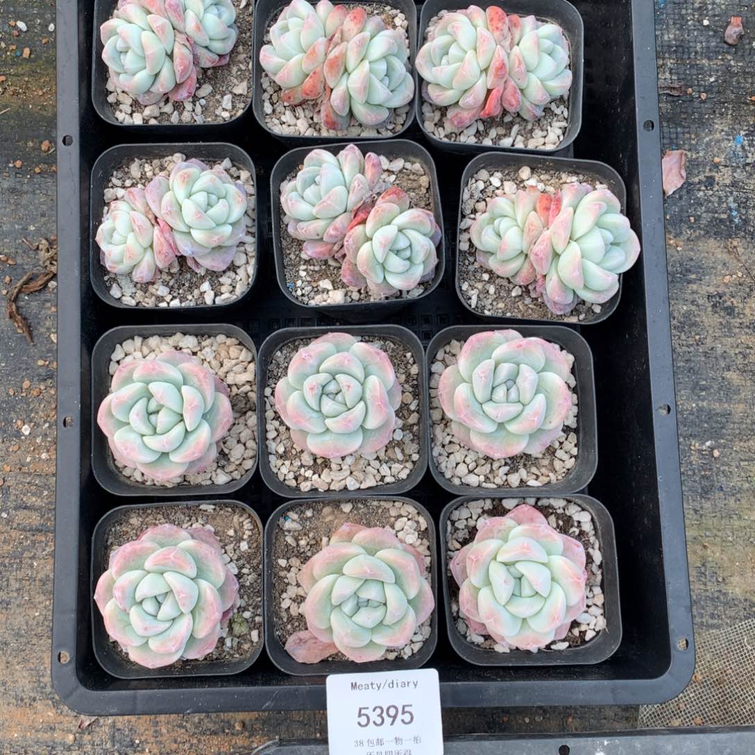 5395冰玉单双头混5厘米左右12颗一组脱土发