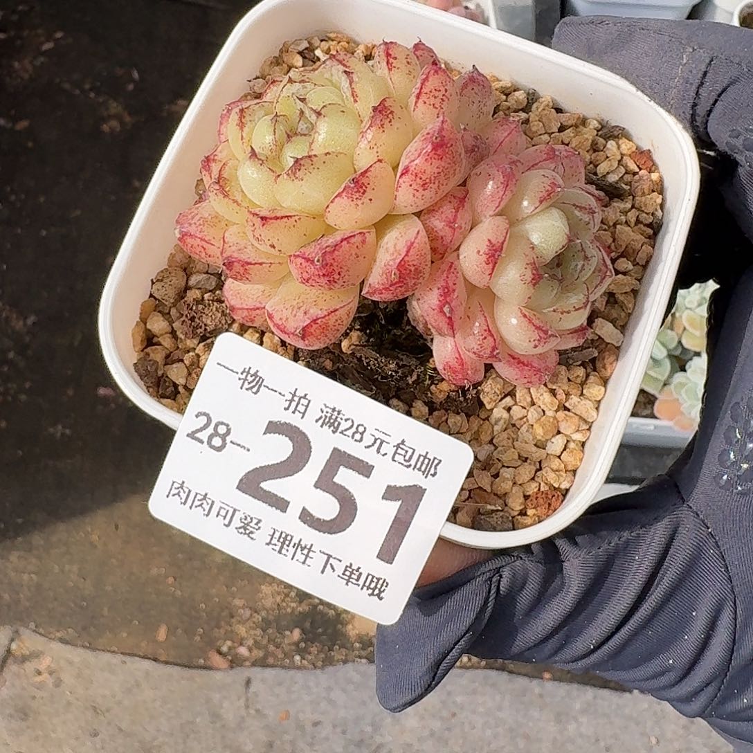 赤水晶无盆土发货