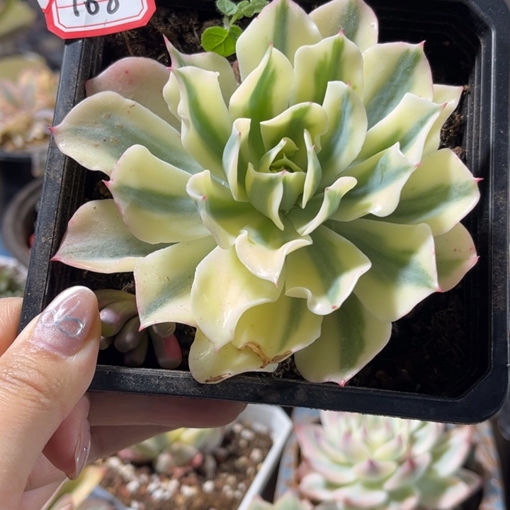 海啸锦一物一拍多肉