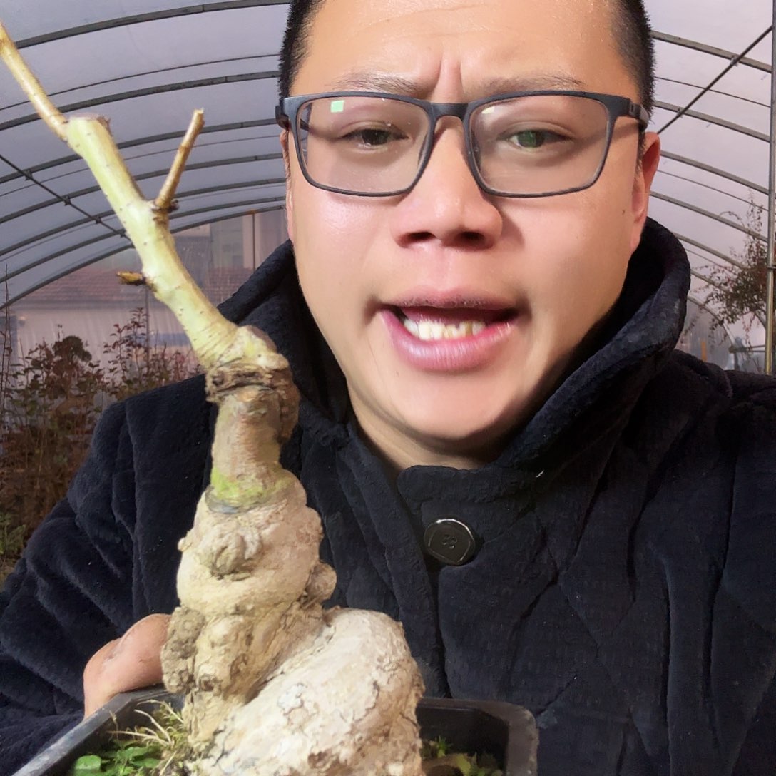 皇***哖当前无花朵，栽培后可花朵