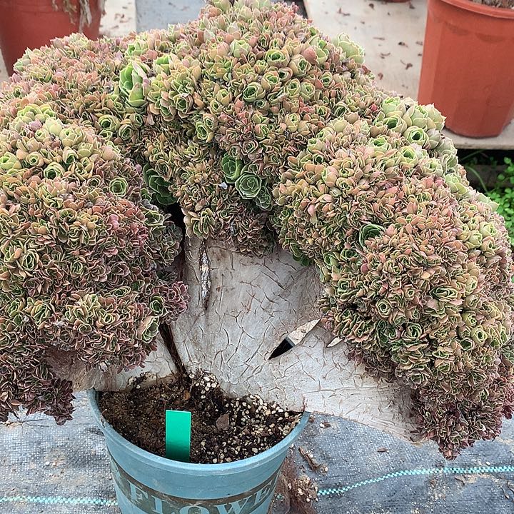 馨***姐寄养微瑕玫瑰一颗