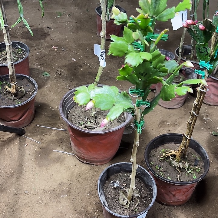 洪***梅叶仙嫁接一层九个平种重瓣带花架寄养编号12