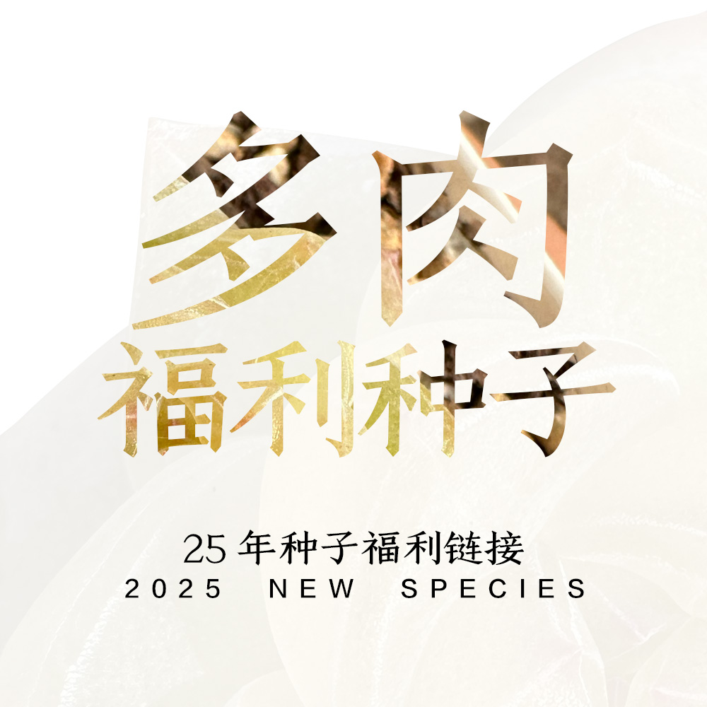 光环园艺多肉植物种子精品糖心珍妮灯泡多肉