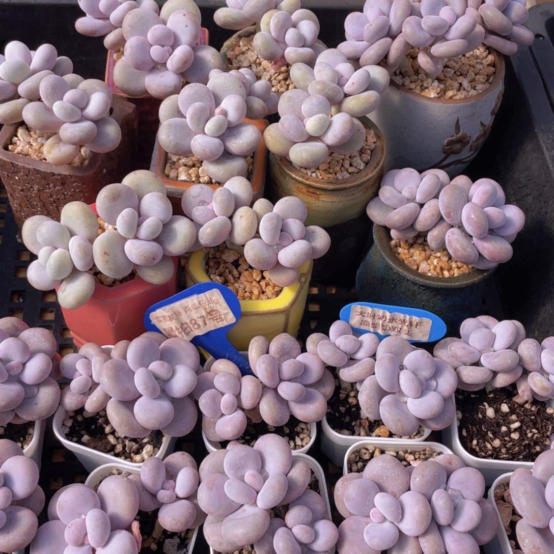 量拍87号 大叶奶水光针原始奶双头一个