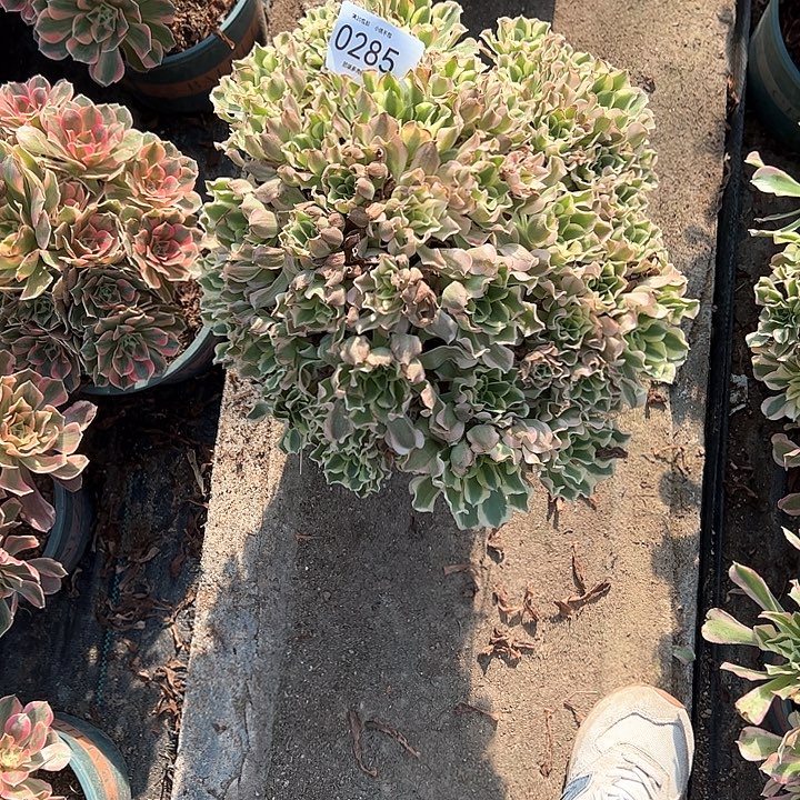 秋***云0285白凤多肉植物