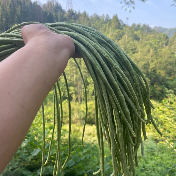 四川高山农村新鲜豇豆当季新鲜蔬菜