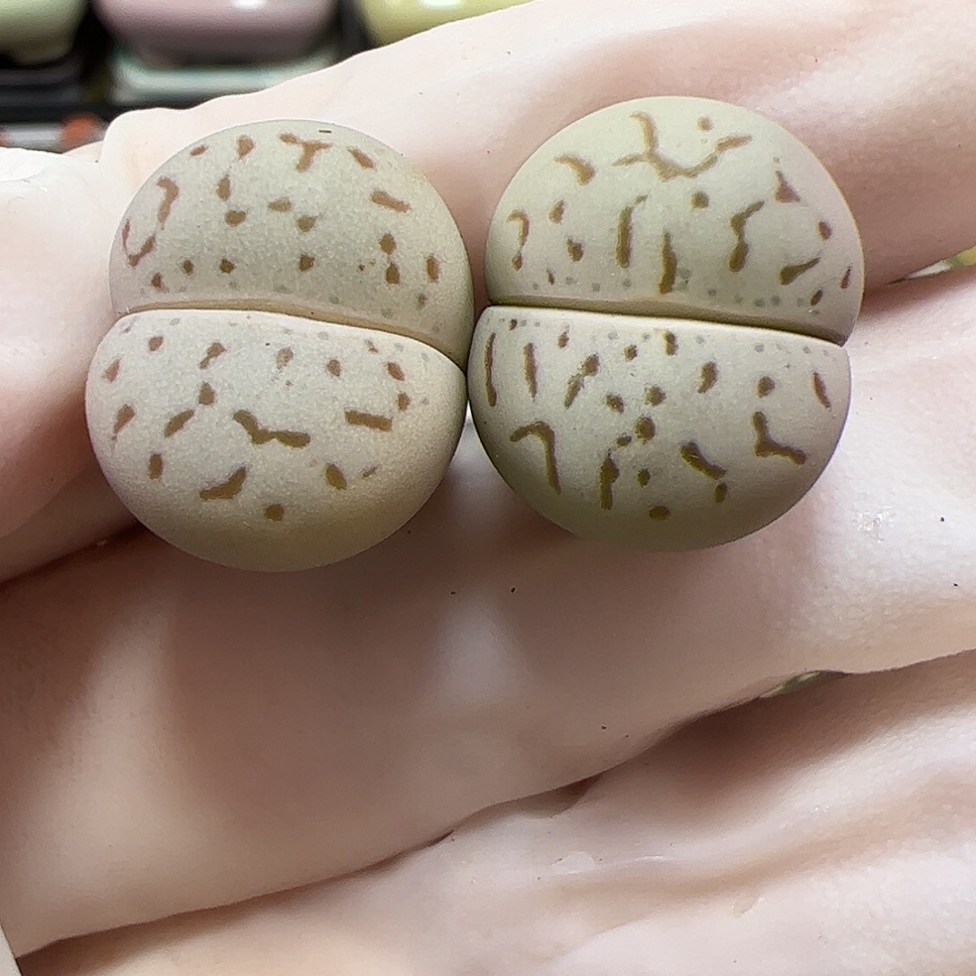 生石花多肉大白2棵