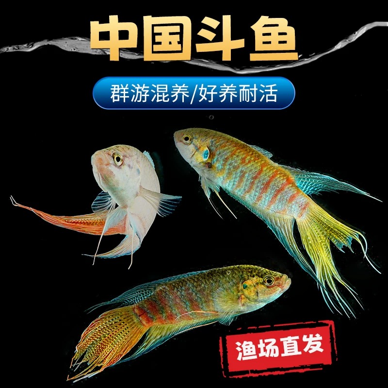 (7-9公分到手7条）中国斗鱼活体冷水淡水小型观赏鱼好养耐活菩萨鱼