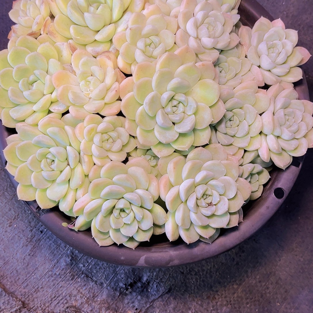 蒋***洺闪购奶油美人1棵39
