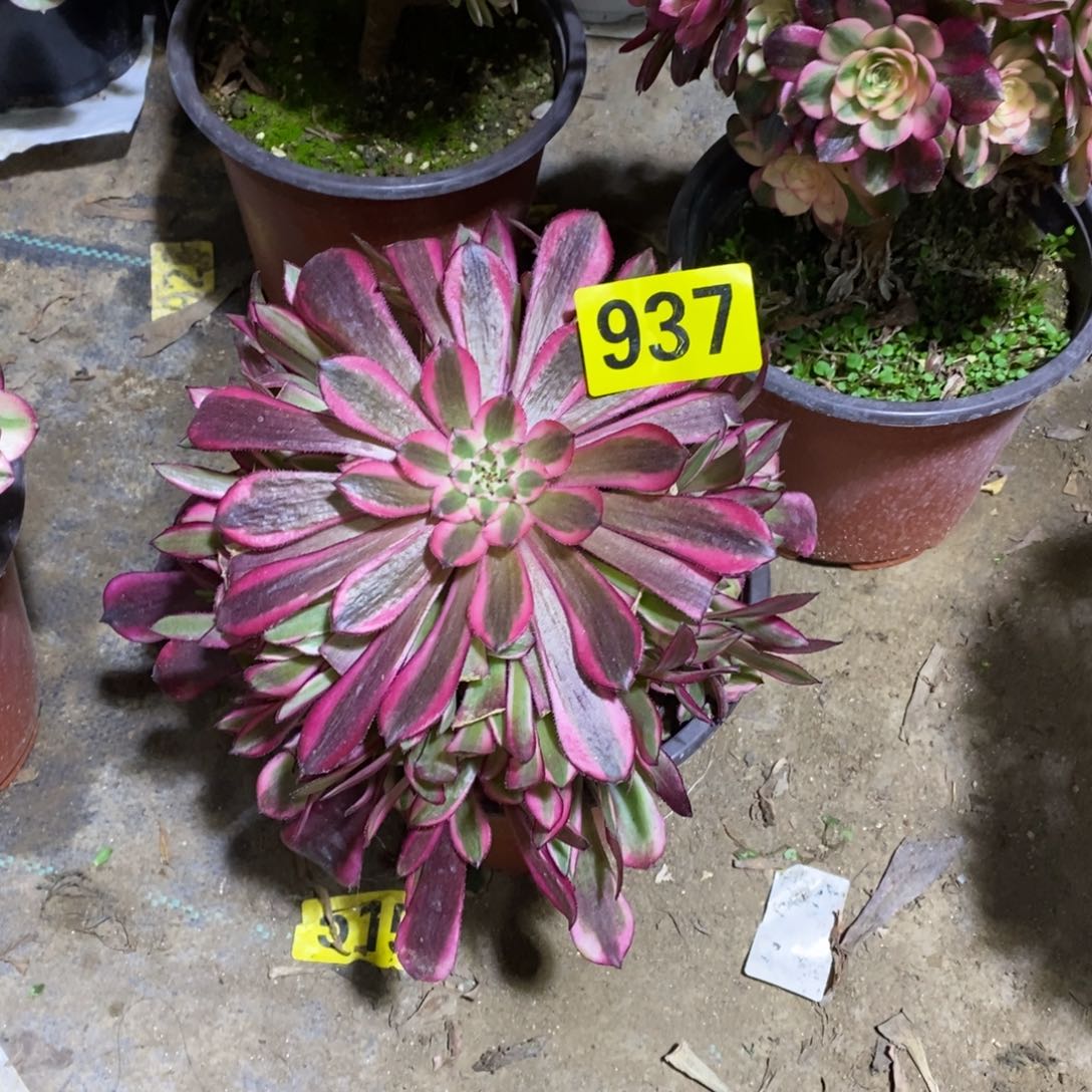 红通白多肉法师937