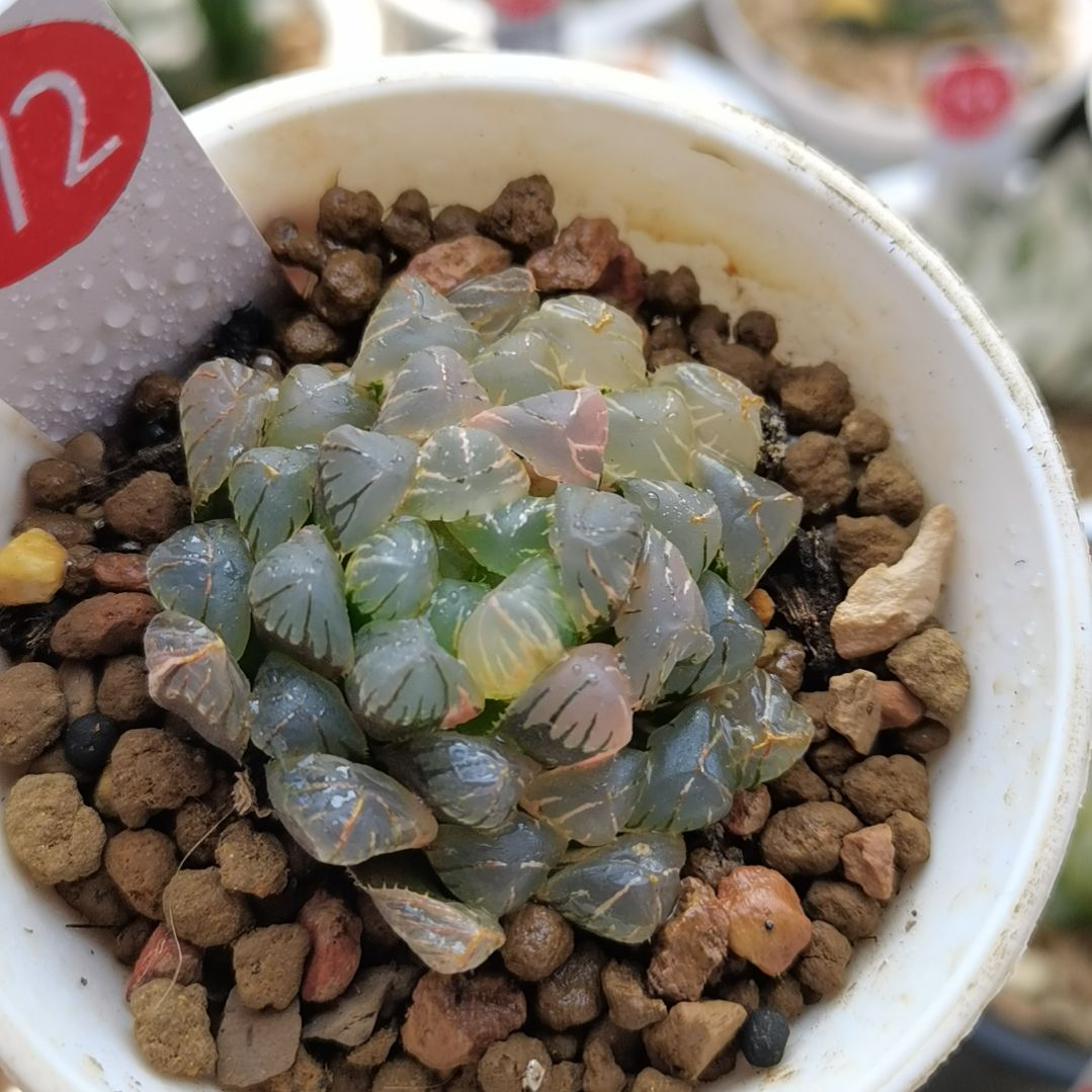 172号紫肌玉露锦一物一拍带盆土发货