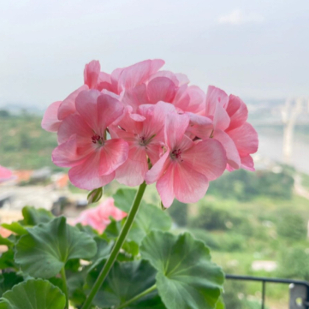 【花样年华】【857】【罗莎琳达】【红宝石】天竺葵组合