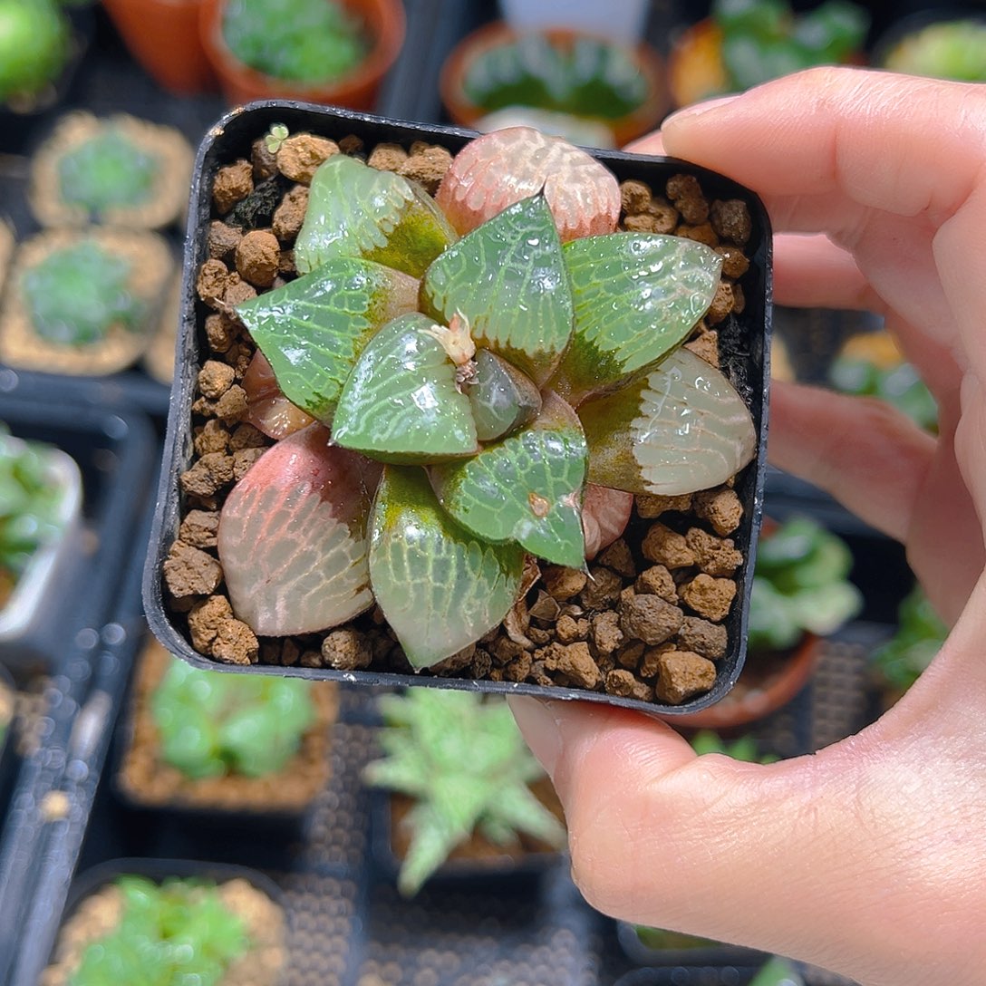 嫂***。5207多肉植物一颗多肉