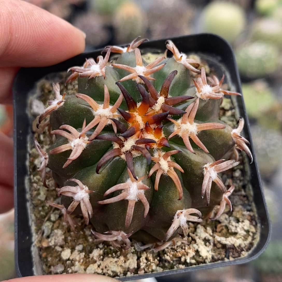 植播园艺121猫爪圆盘