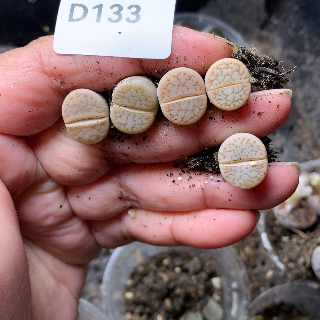 D133多肉植物保护