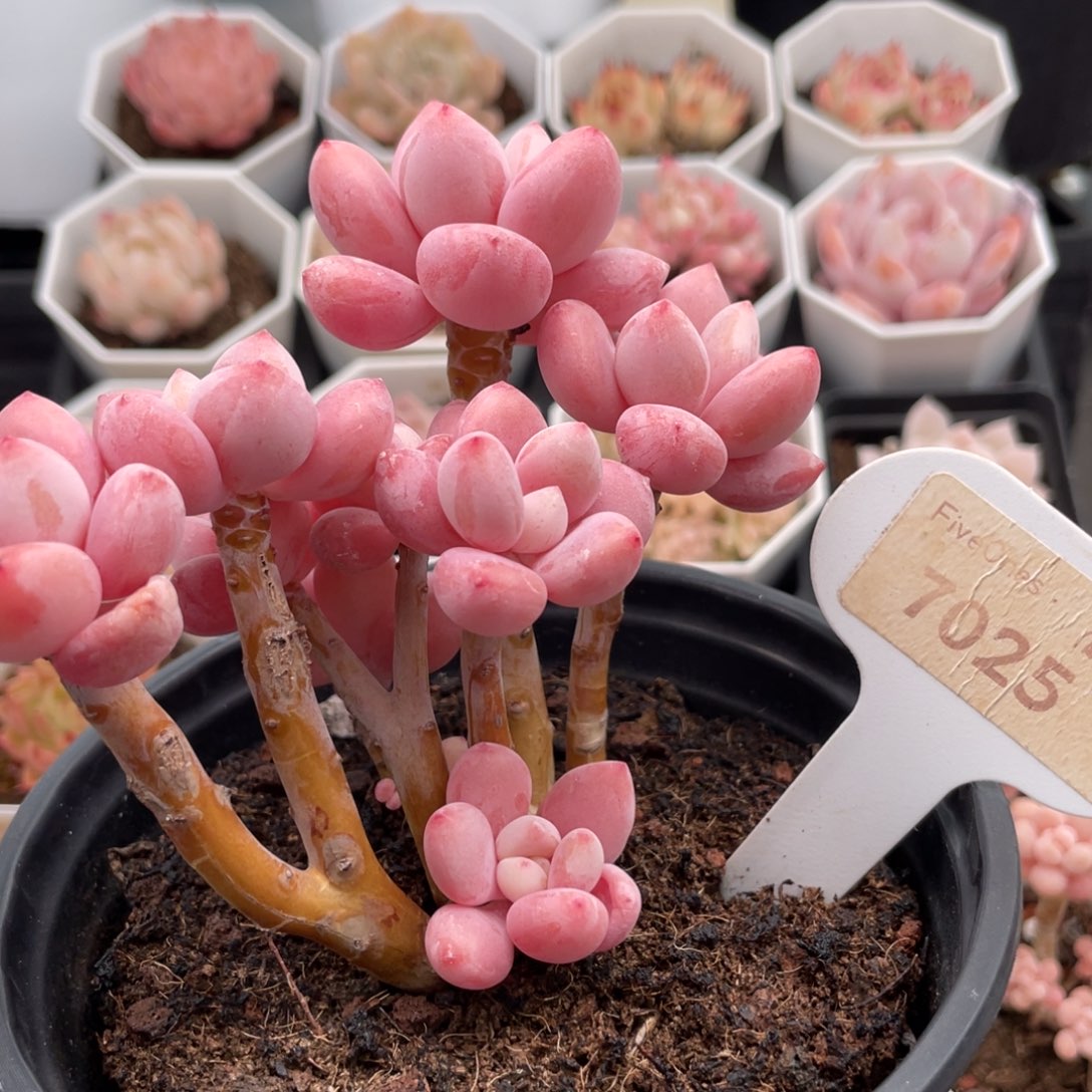 樱花洛神7025-10.5厘米