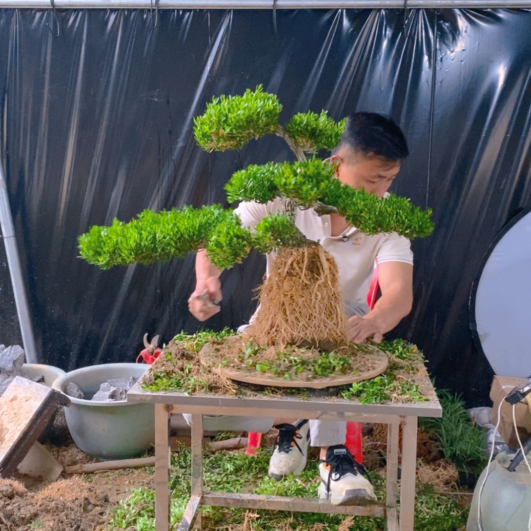绿植黄杨盆景雀舌软枝