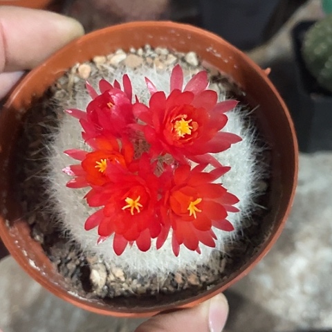 实生白雪光过年福利