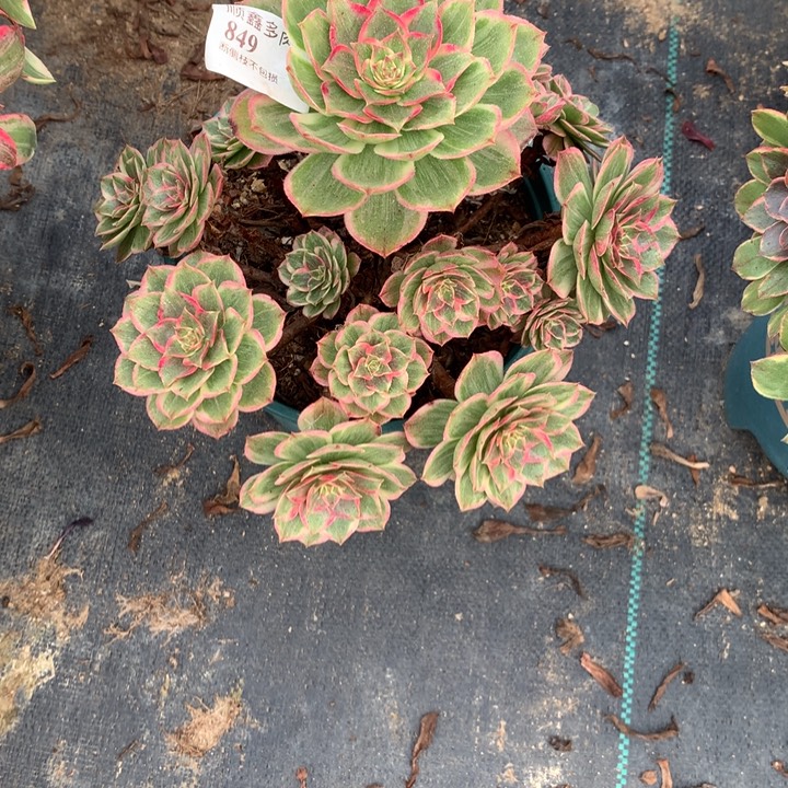 849莲花座多肉植物特价