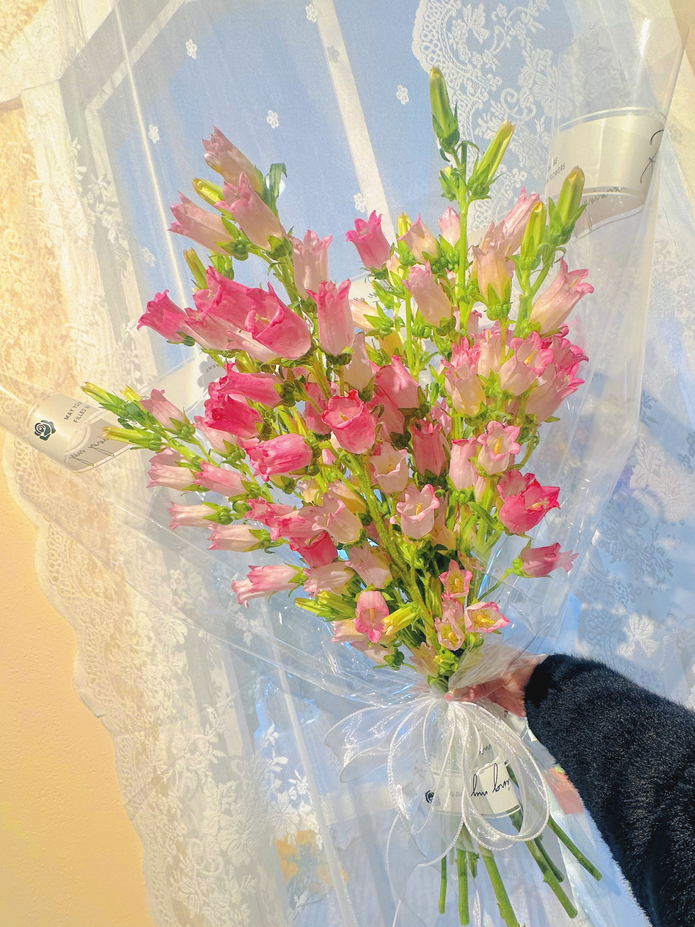 【风铃花】云南鲜切花基地直发 瓶插水养