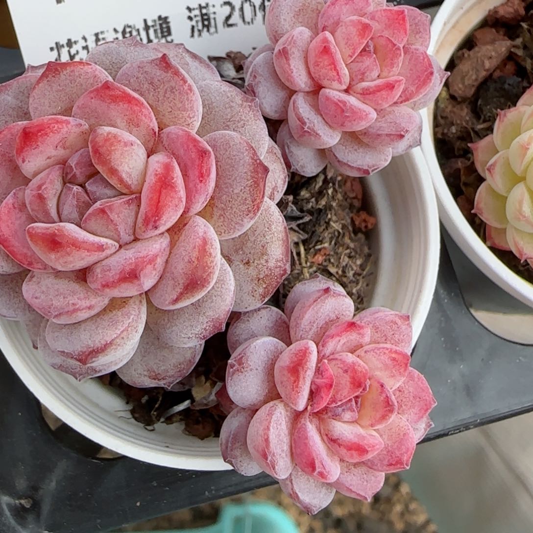 花语逸镜0205-158