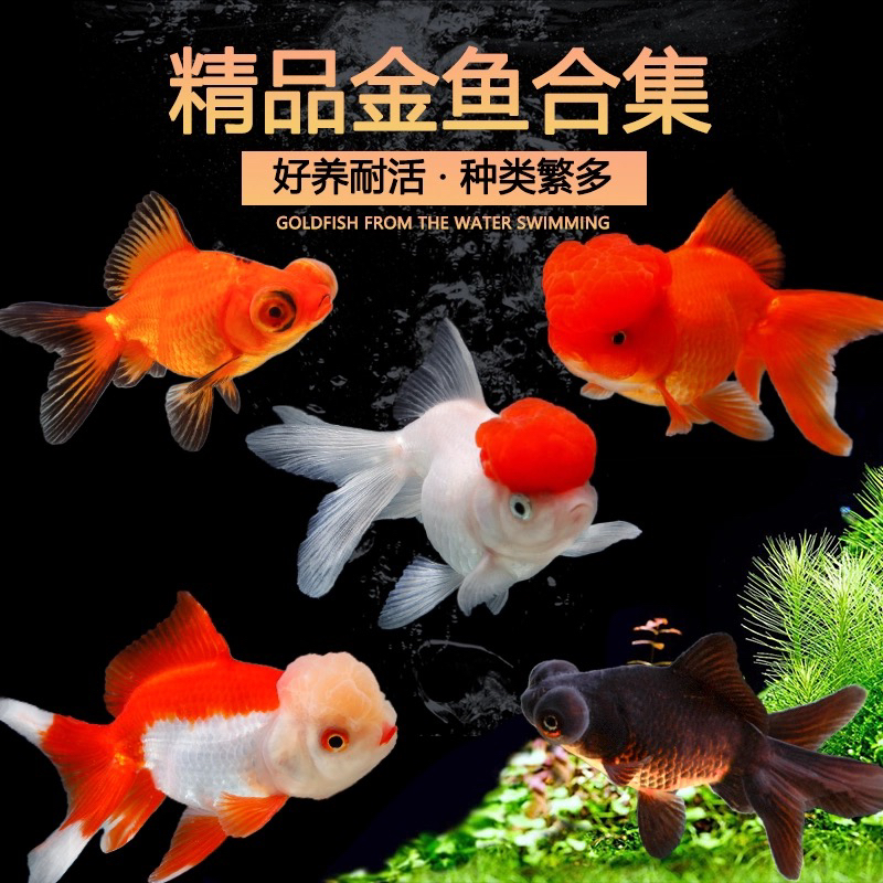 【金鱼】包邮 优选精品 观赏鱼 随机搭配 不支持指定