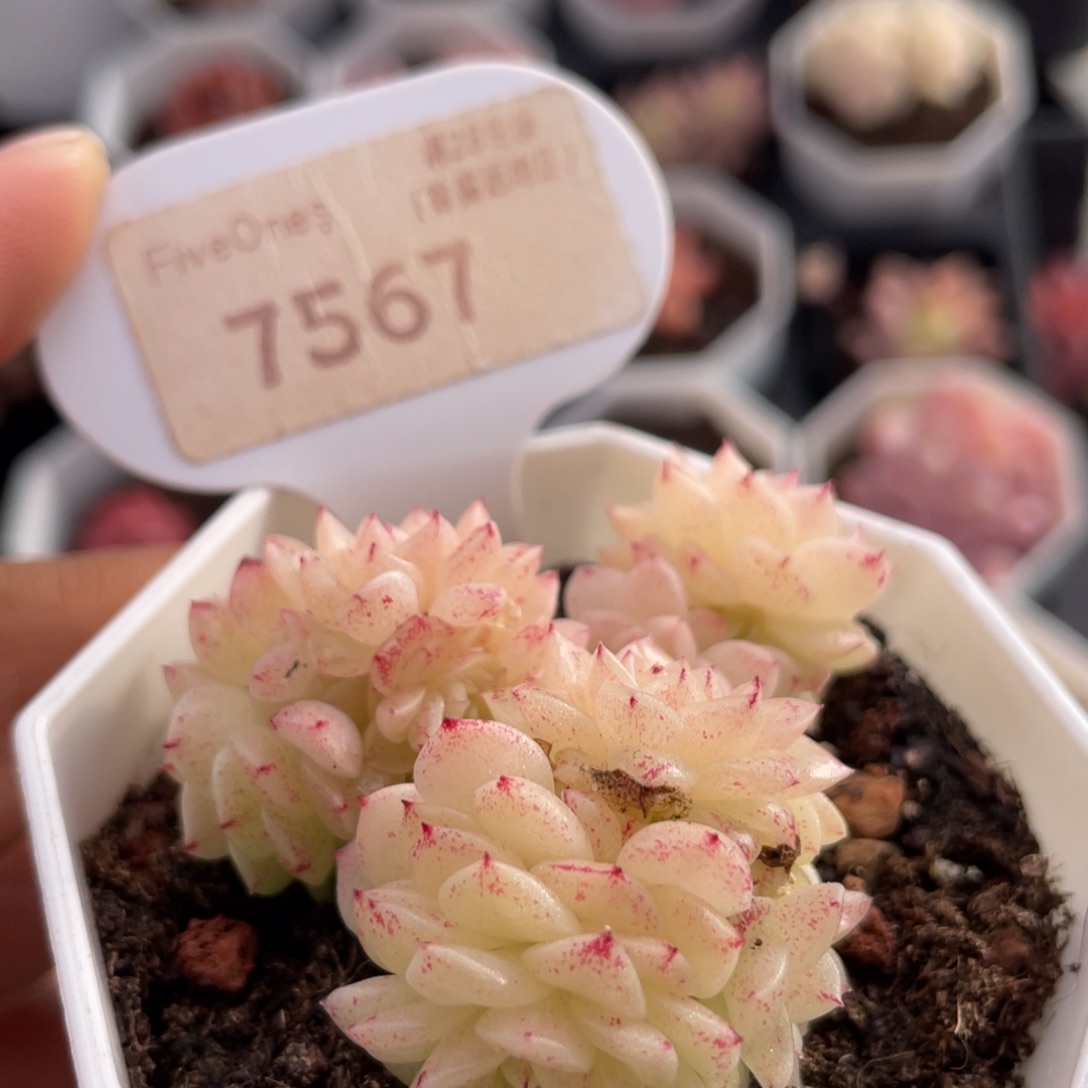 麦秆7567-5.5厘米