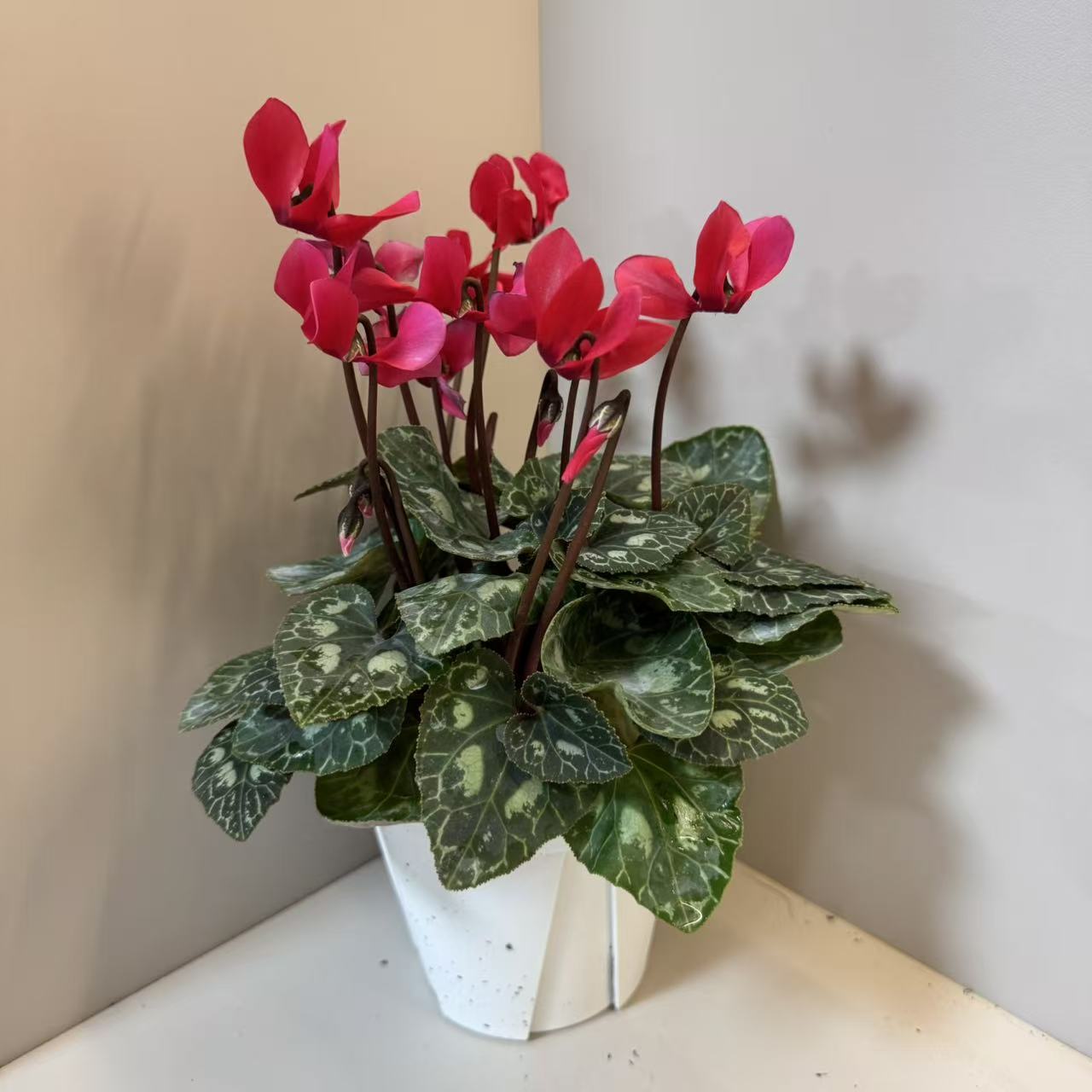 【胖胖】（中国红）一代微型迷你仙客来带花带花苞发货