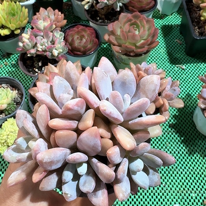 粉兔多肉植物的生长