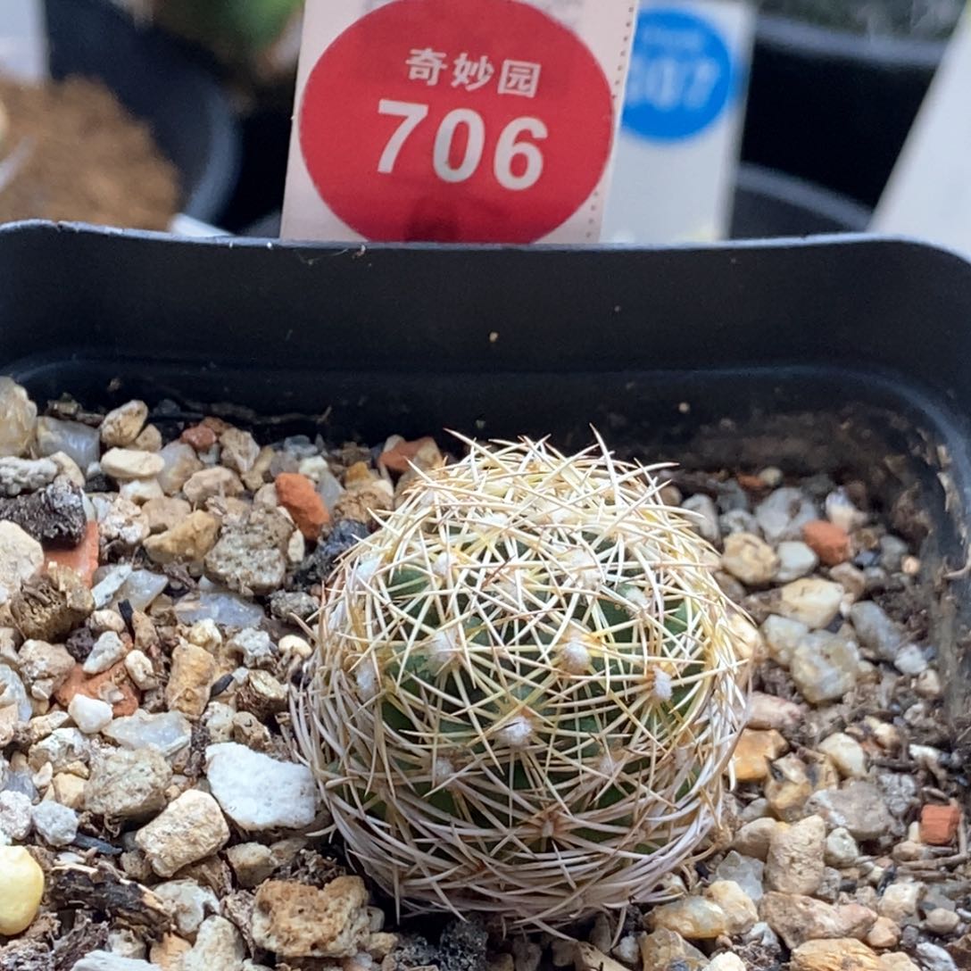 实生密刺狮子奋迅一颗