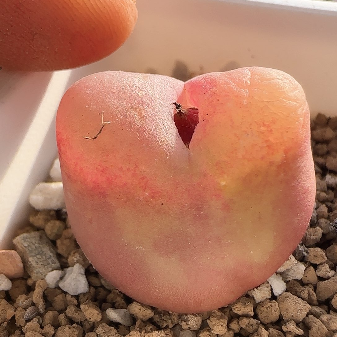 28包邮脱土发货26562