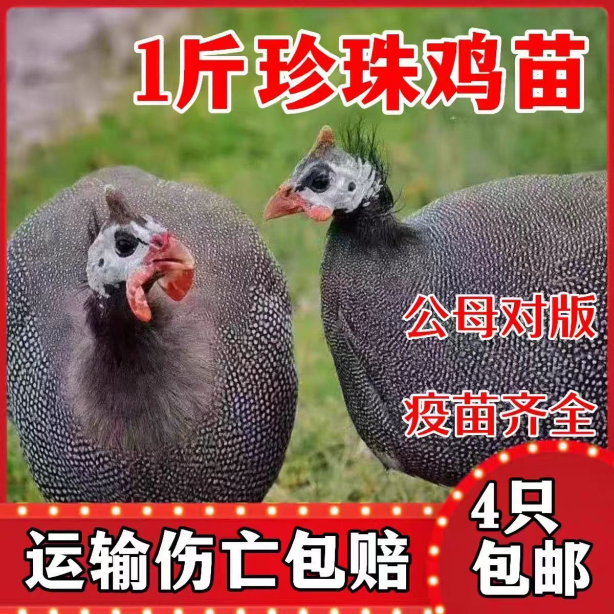 一斤发货青年纯种珍珠鸡宠物鸡斑点鸡产蛋鸡