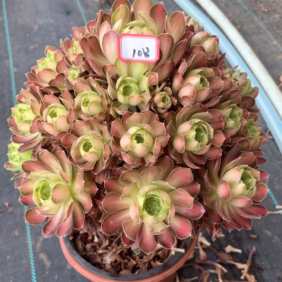 无花朵108少华多肉植物