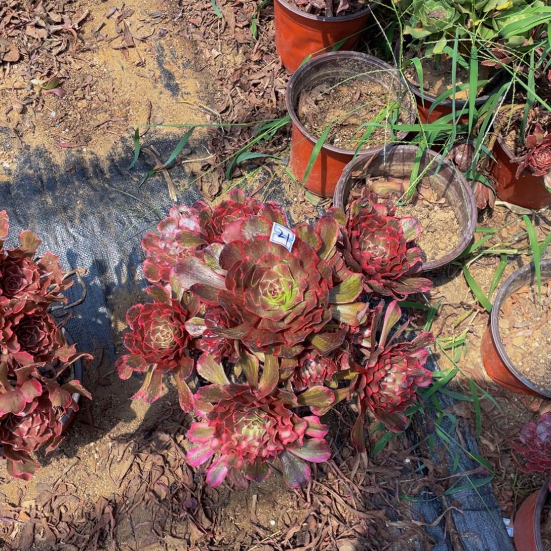 21鲜花老桩造型21鲜花